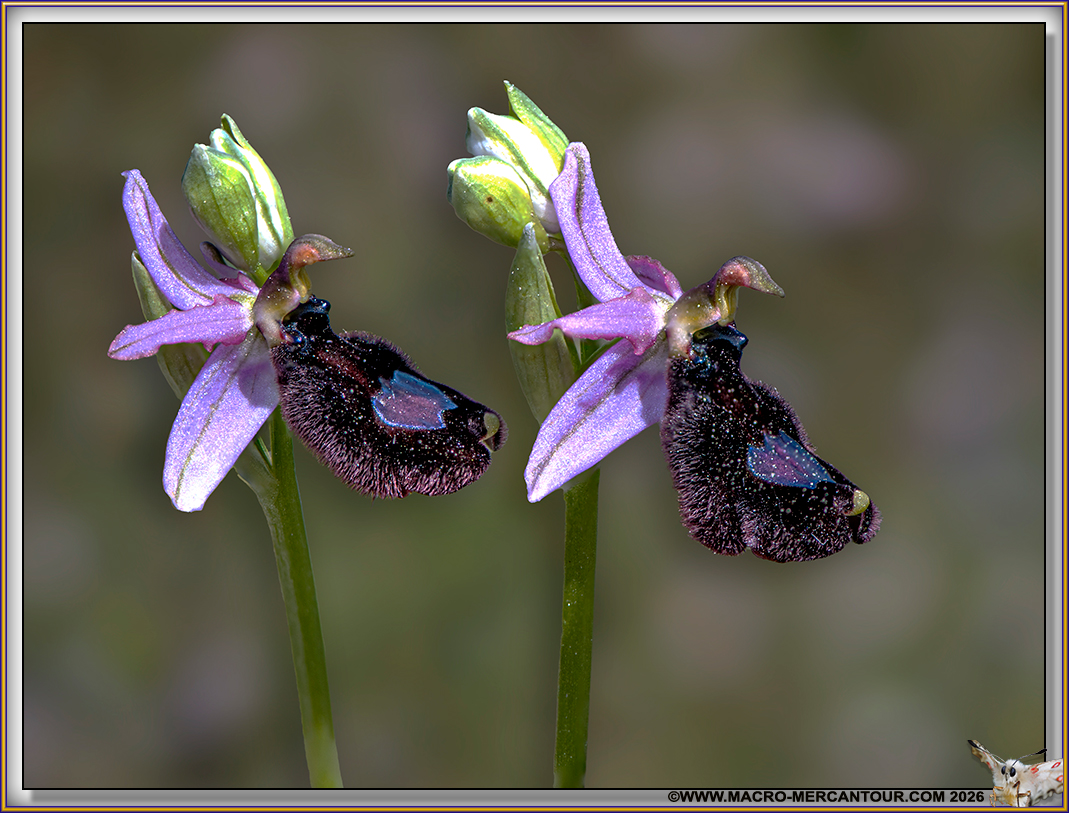Ophrys Aurelia